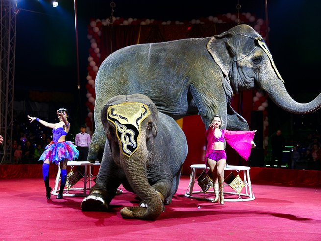 Лучшие дрессировщики мира представляют «Цирк больших зверей»