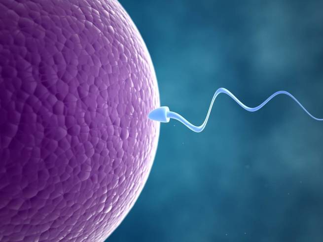 Учёные получили сперматозоиды из клеток кожи