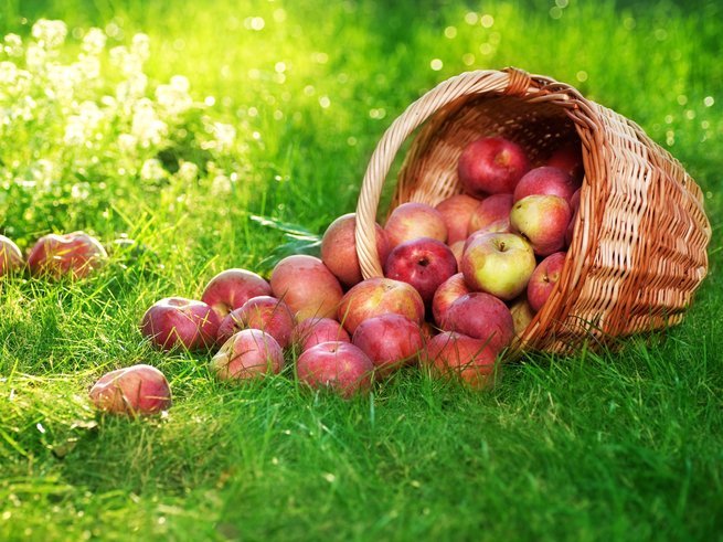 Чем полезны яблоки для организма